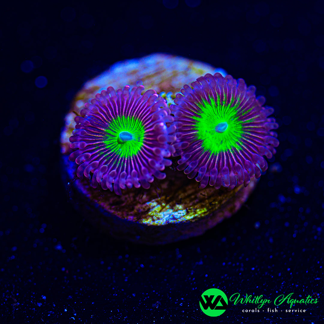 Pink Hippo Zoanthid (Aquacultured)