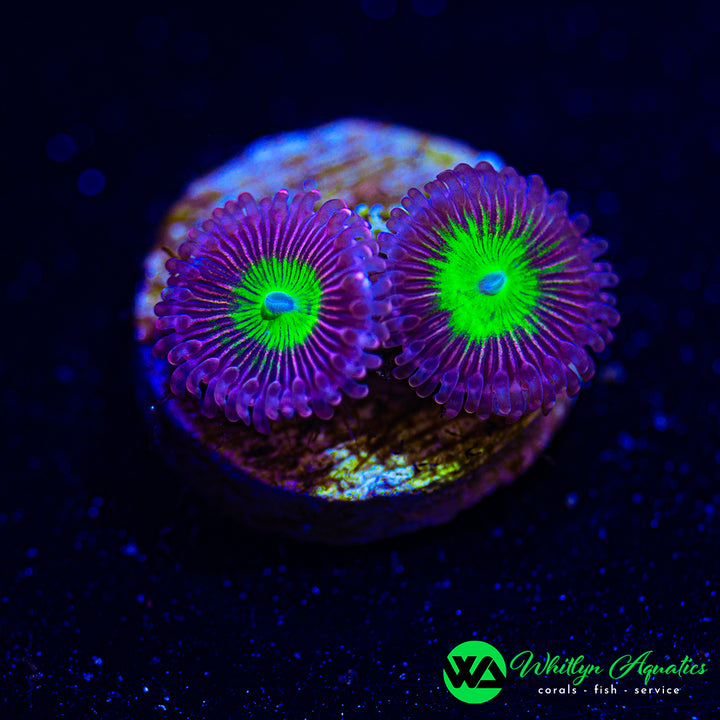 Pink Hippo Zoanthid (Aquacultured)