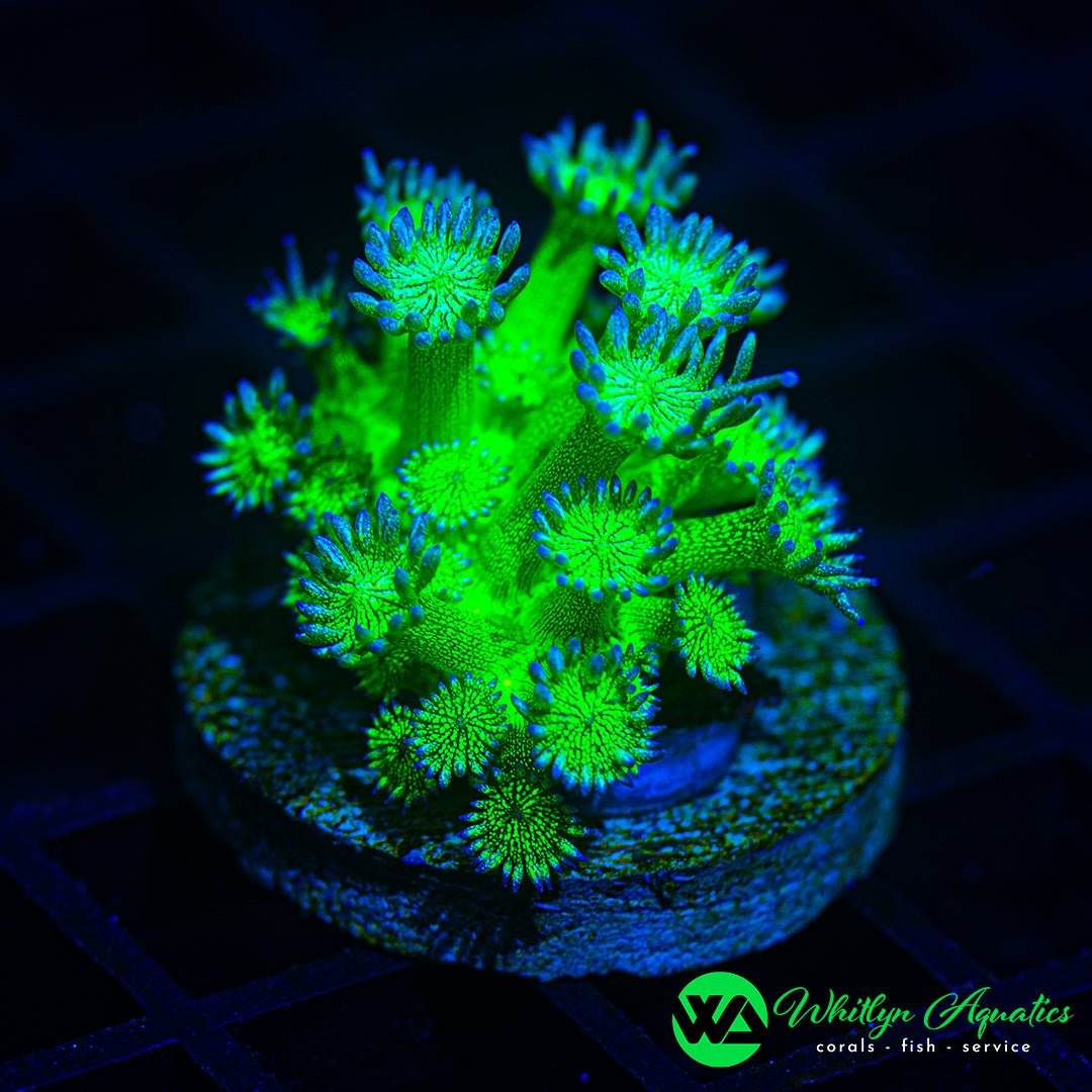 WA Nuclear Bomb Glitter Goni (Aquacultured)
