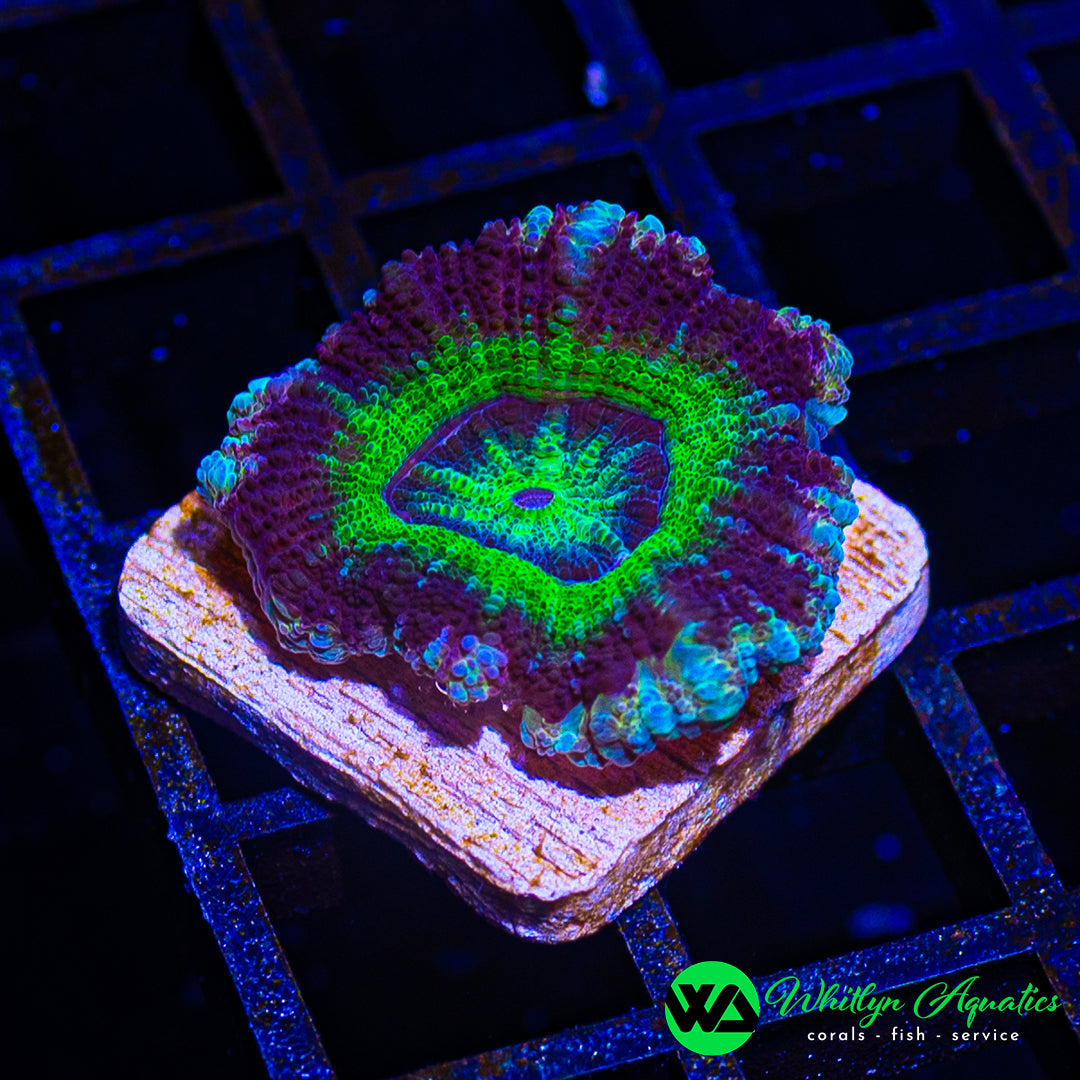 WA Nuclear Boom Asian Acan