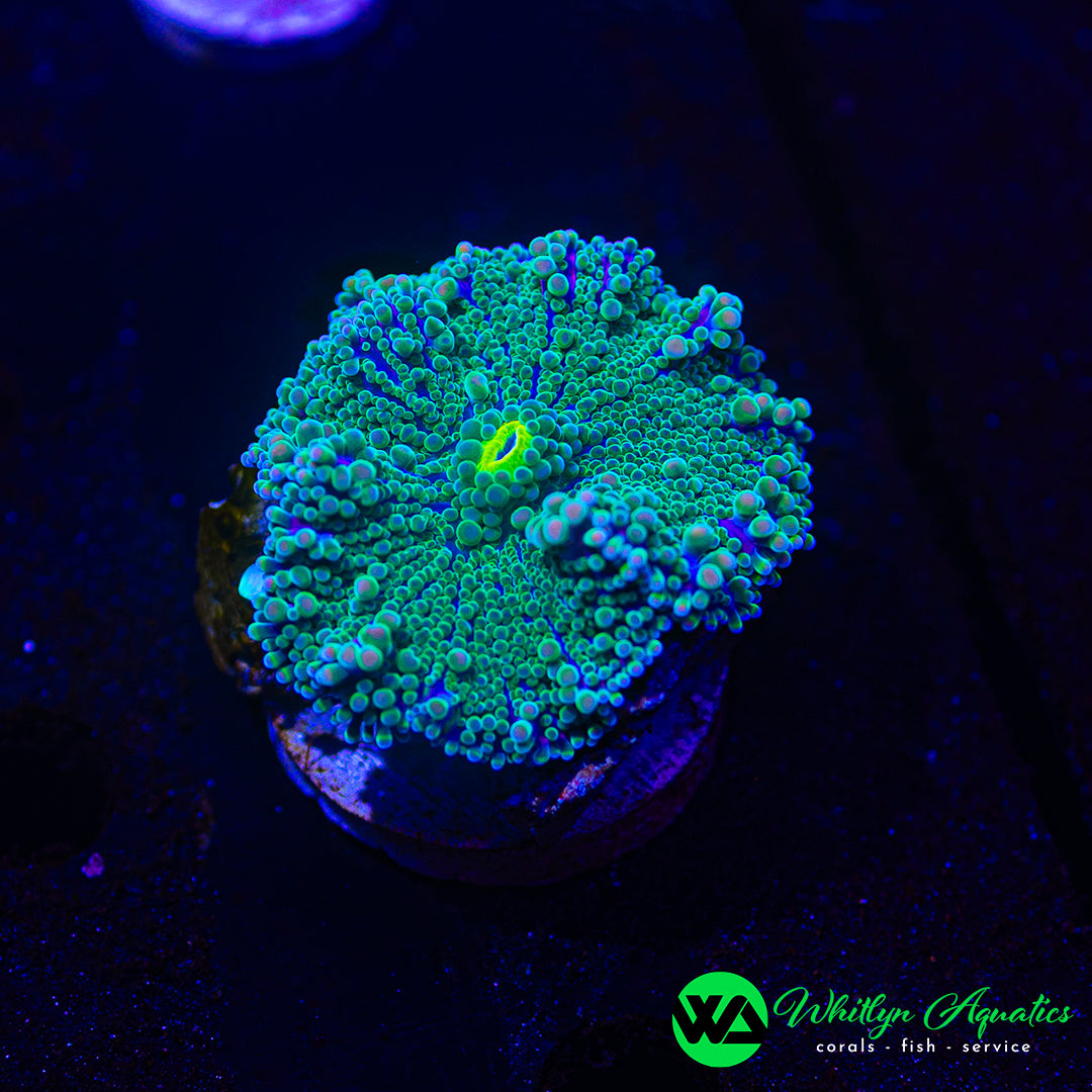 WA Nuclear Tide Ricordea