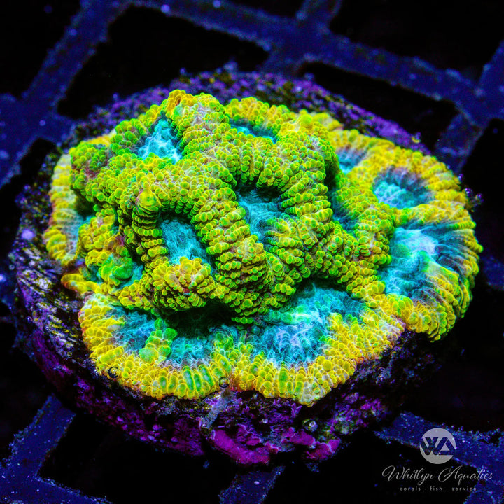 Favia Of The Gods - WYSIWYG