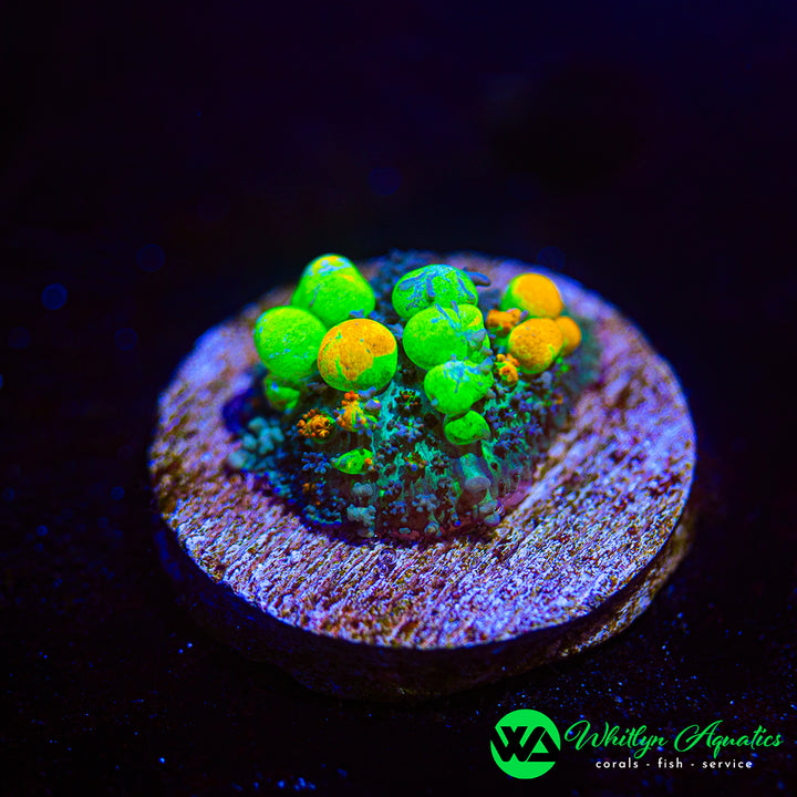 OG Bounce Mushroom