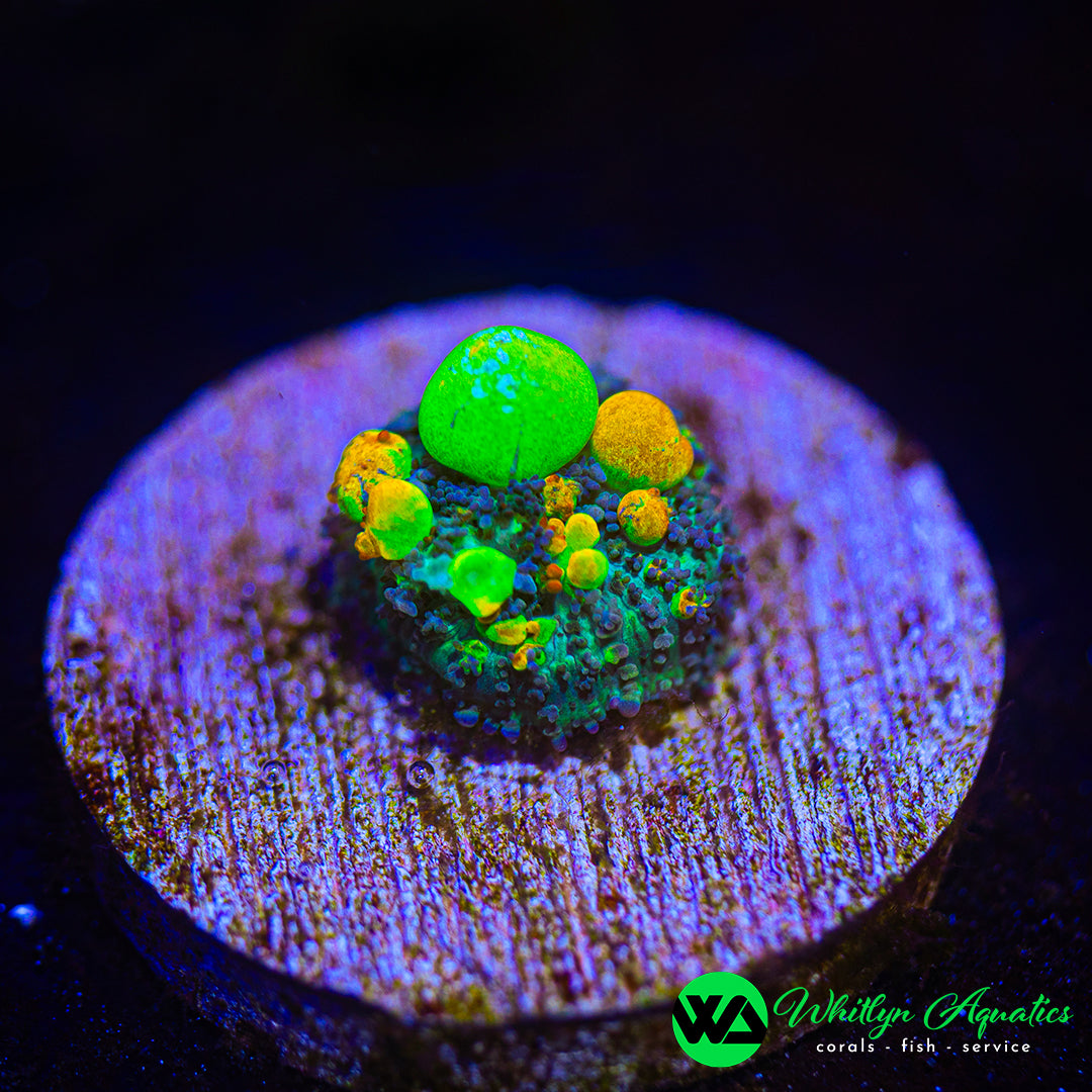 OG Bounce Mushroom