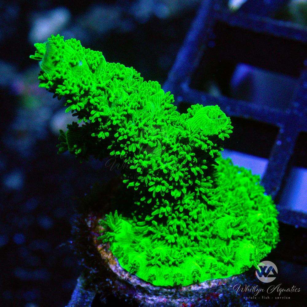 OG Bali Green Slimer Acro - Whitlyn Aquatics