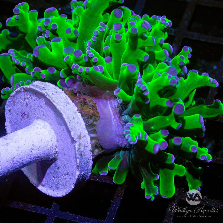 OG Purple Tips Frogspawn - WYSIWYG (Q6)