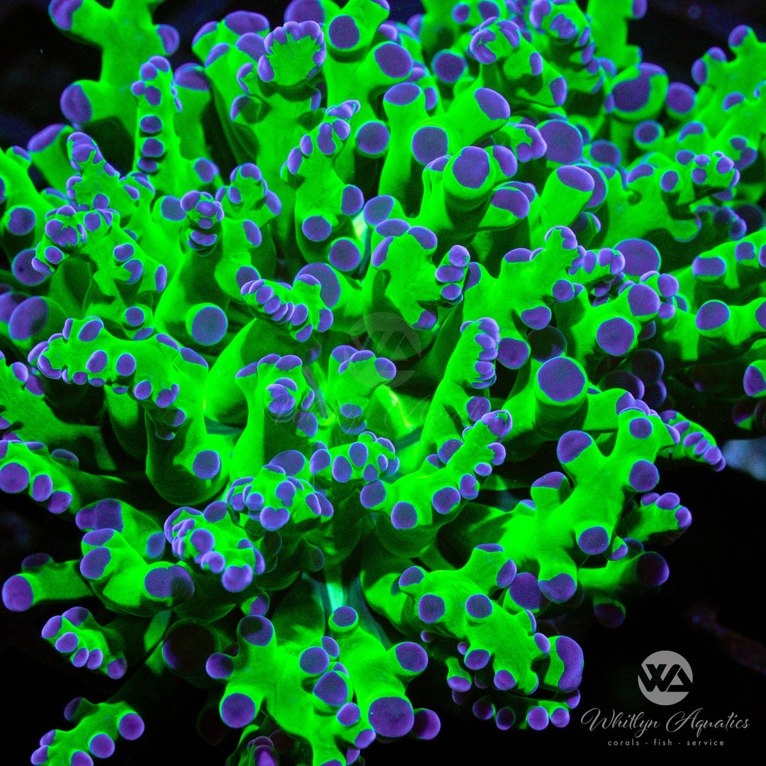 OG Purple Tips Frogspawn - WYSIWYG (Q6)