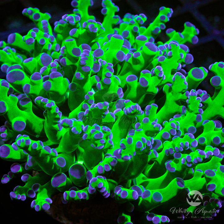 OG Purple Tips Frogspawn - WYSIWYG (Q6)