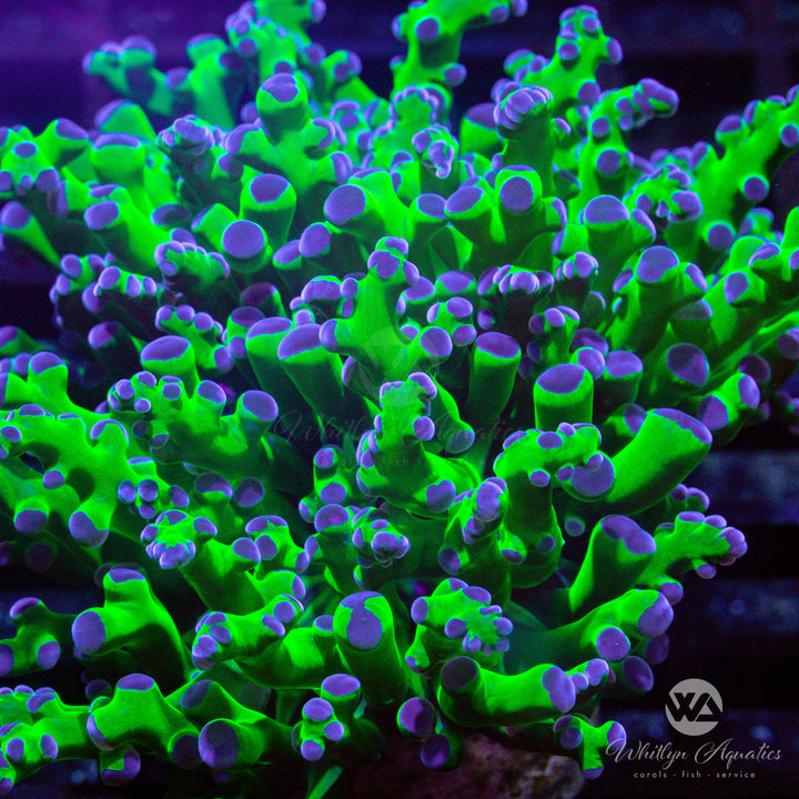 OG Purple Tips Frogspawn - WYSIWYG (Q6)