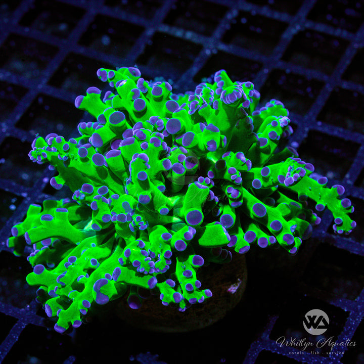 OG Purple Tips Frogspawn - WYSIWYG (Q6)