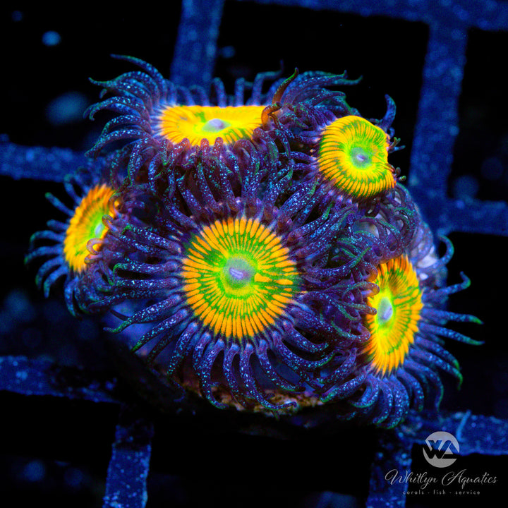 OG Sunny D Zoanthid (Aquacultured)