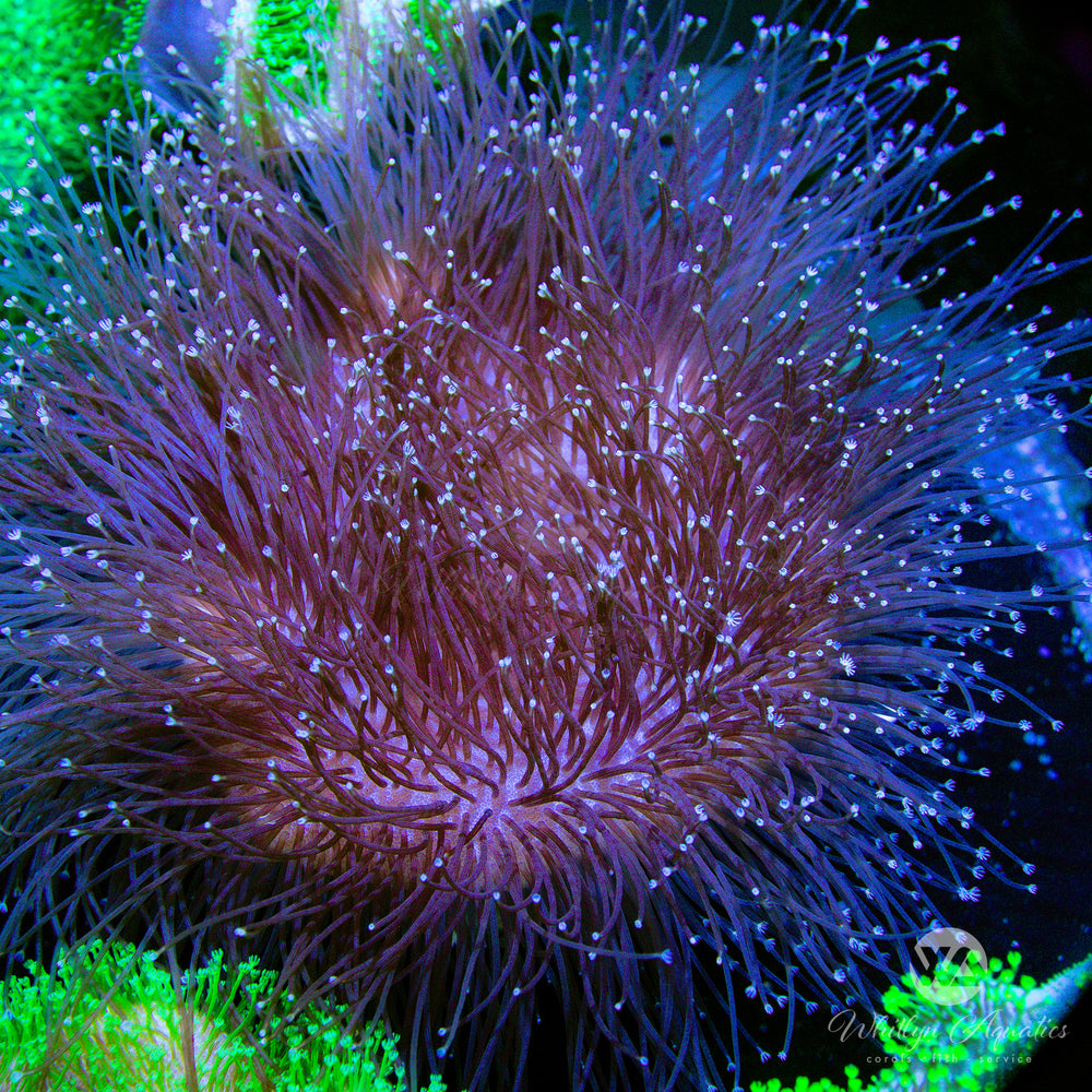 OG Weeping Willow Toadstool (Aquacultured) - Whitlyn Aquatics