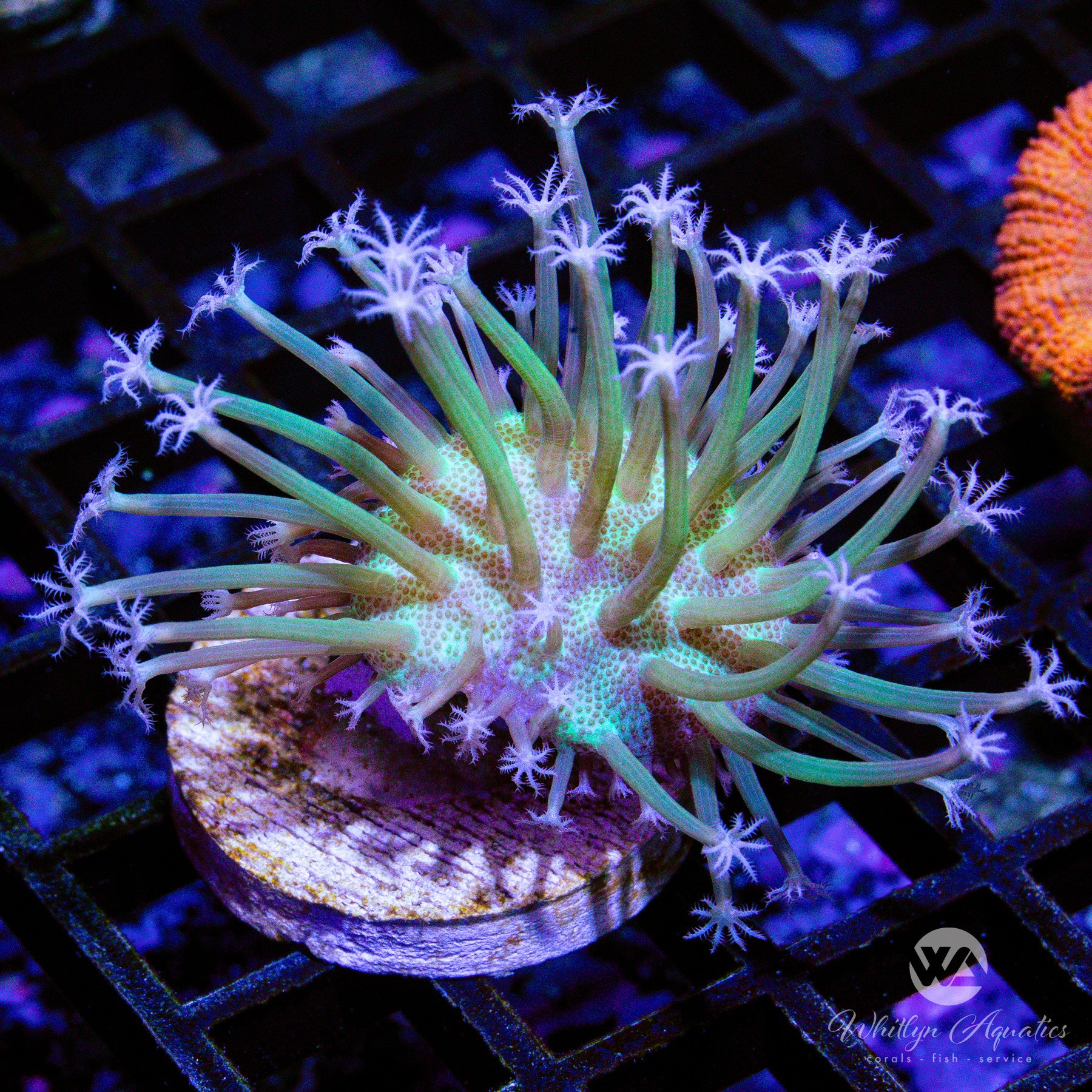 アウガルテン　Willow OG Weeping Willow Toadstool (Aquacultured) – Whitlyn Aquatics