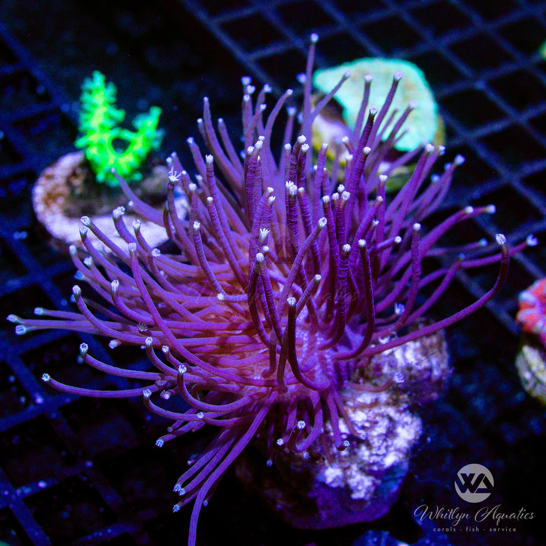 WA Whomping Willow Toadstool (Aquacultured) - Whitlyn Aquatics