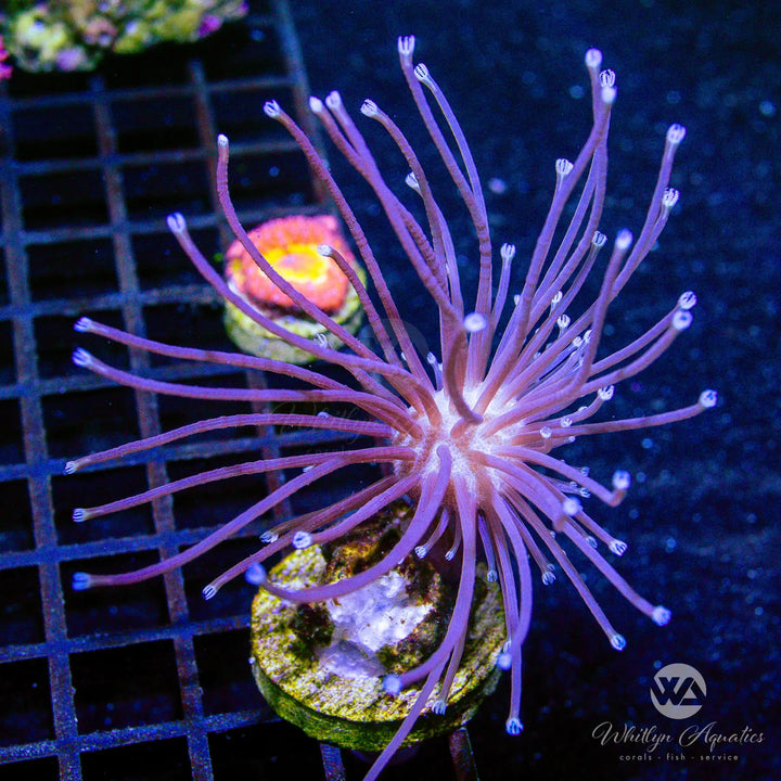 WA Whomping Willow Toadstool (Aquacultured) - Whitlyn Aquatics