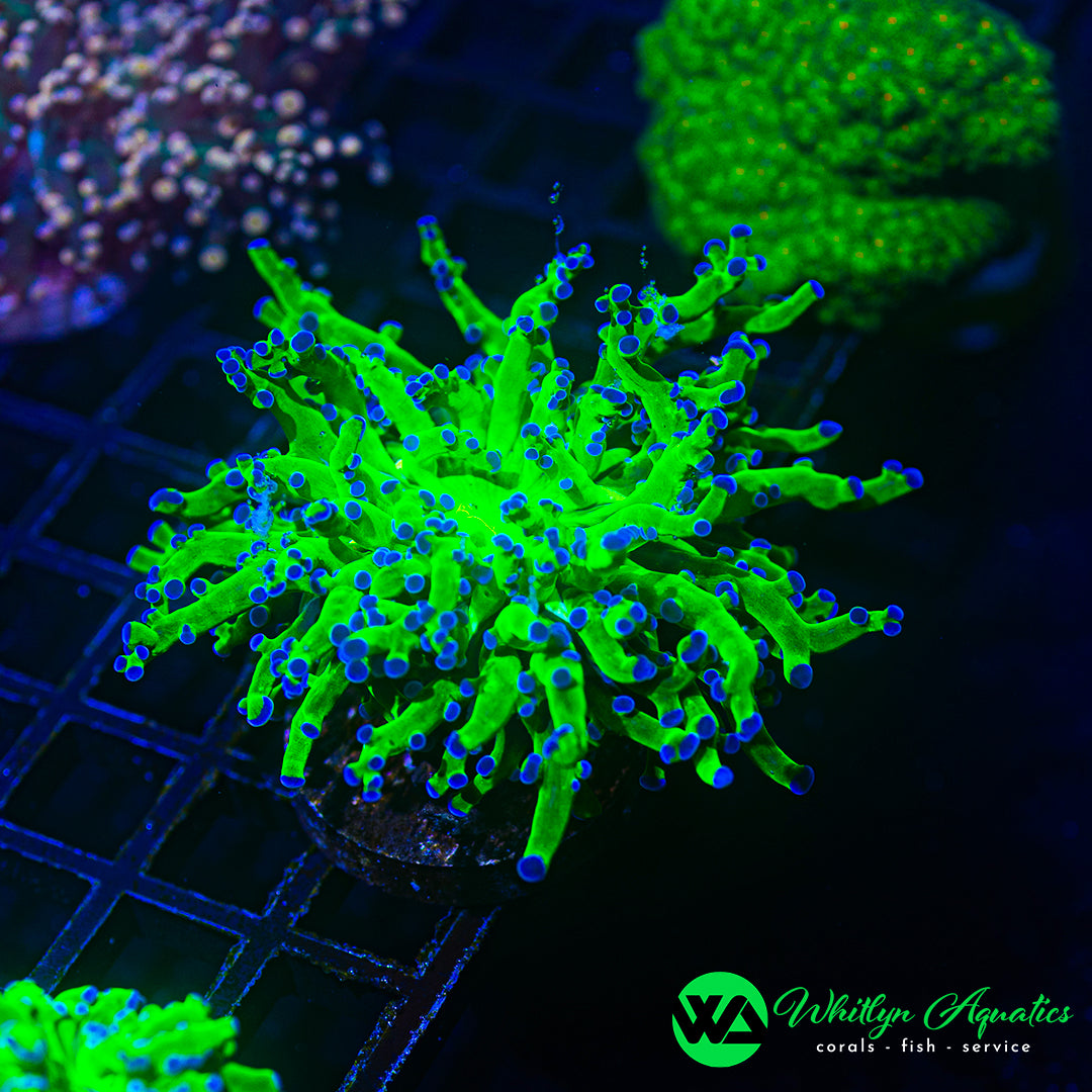 Purple Tip Frogspawn