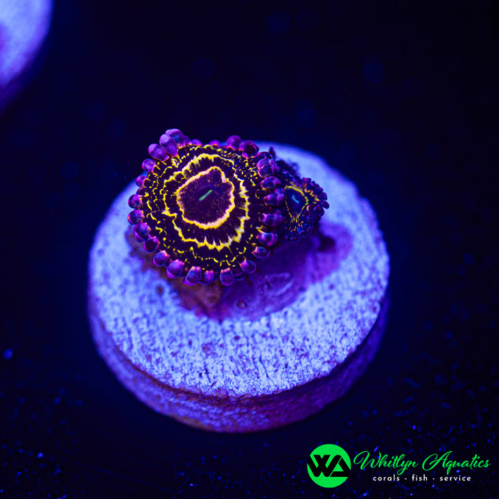 Stratosphere Zoanthid (Aquacultured)