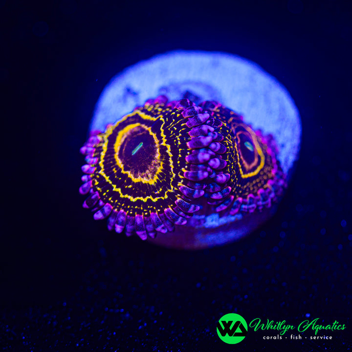 Stratosphere Zoanthid (Aquacultured)