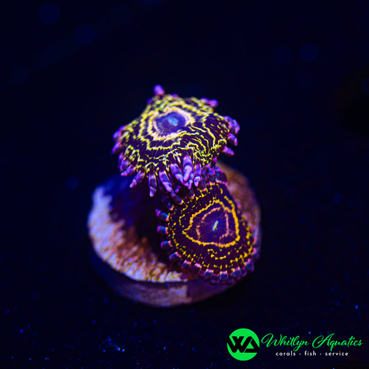 Stratosphere Zoanthid (Aquacultured)