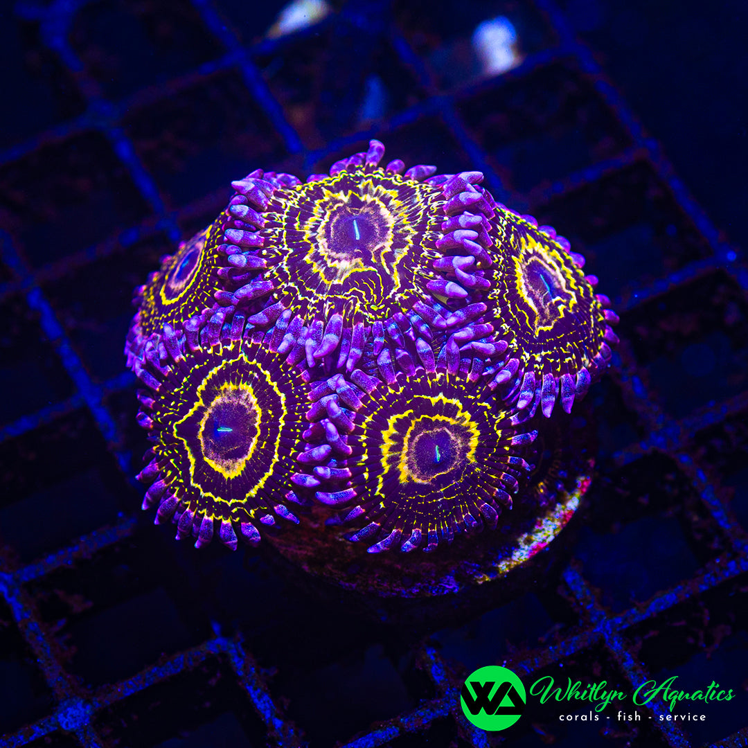 Stratosphere Zoanthid (Aquacultured)