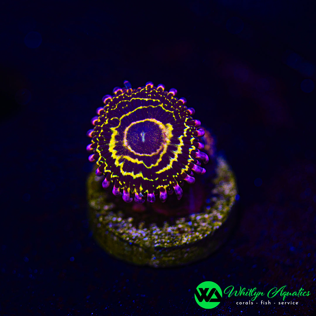 Stratosphere Zoanthid (Aquacultured)
