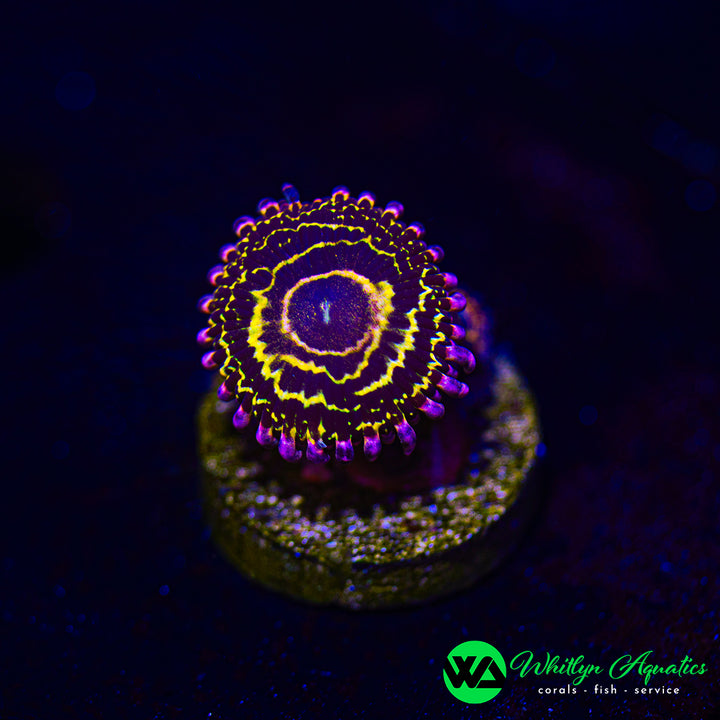 Stratosphere Zoanthid (Aquacultured)