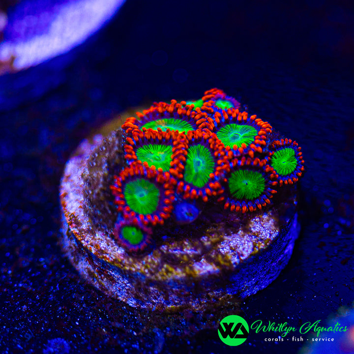 Electric Oompa Loompa Zoanthid (Aquacultured)