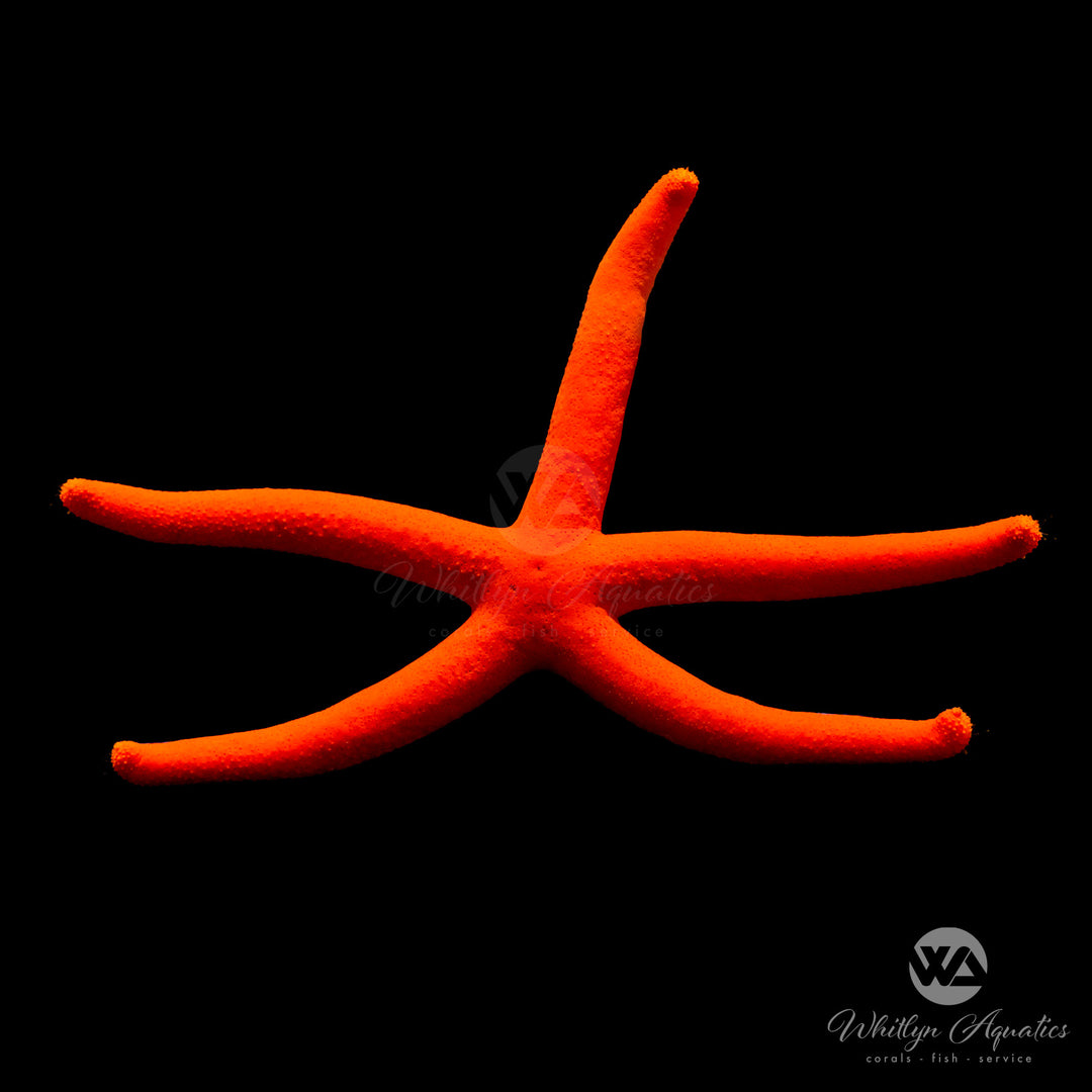 Orange Linckia Starfish - Linckia sp.