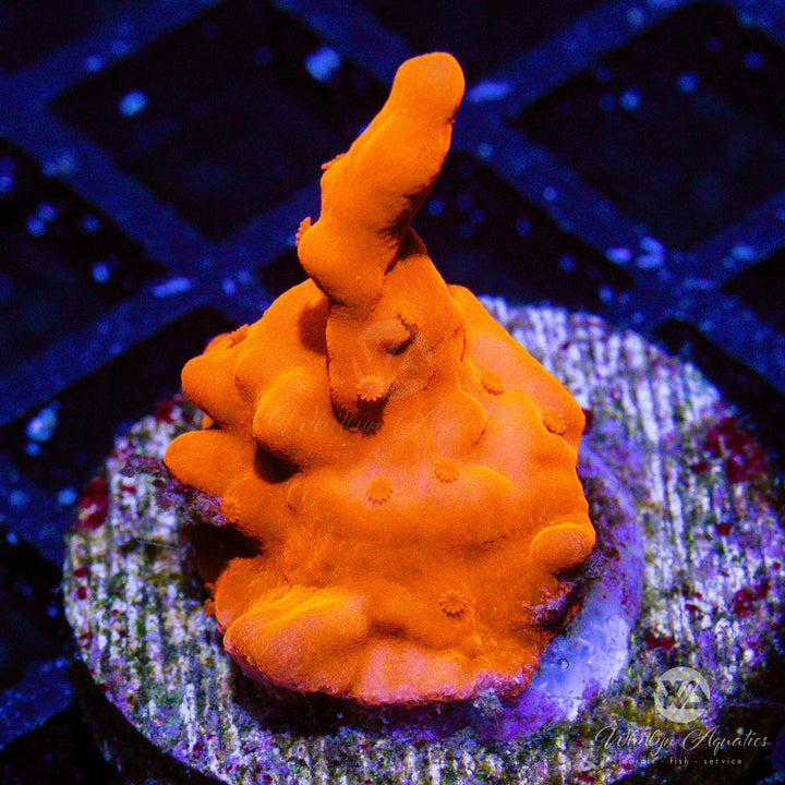 Orange Montipora Setosa