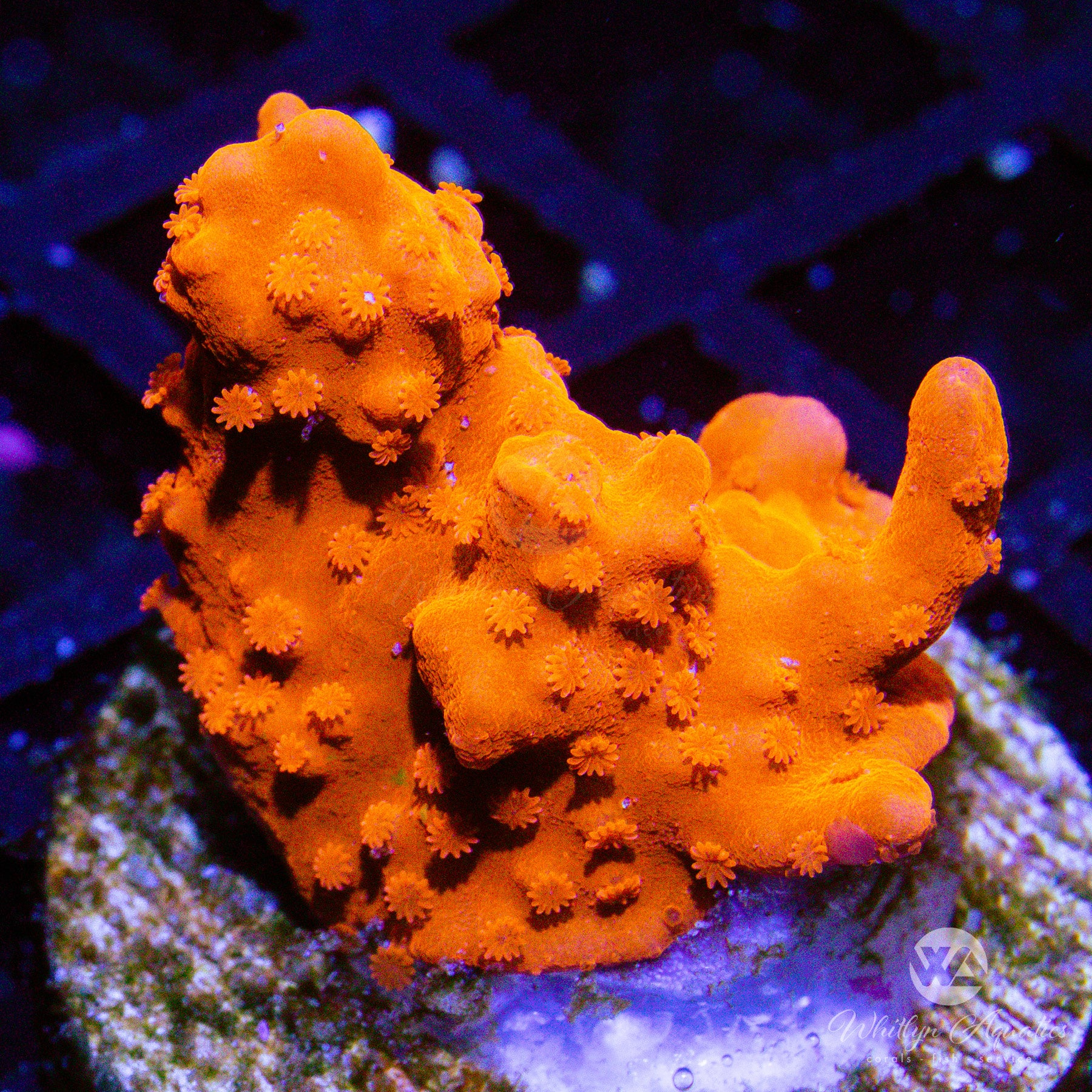 Orange Montipora Setosa – Whitlyn Aquatics