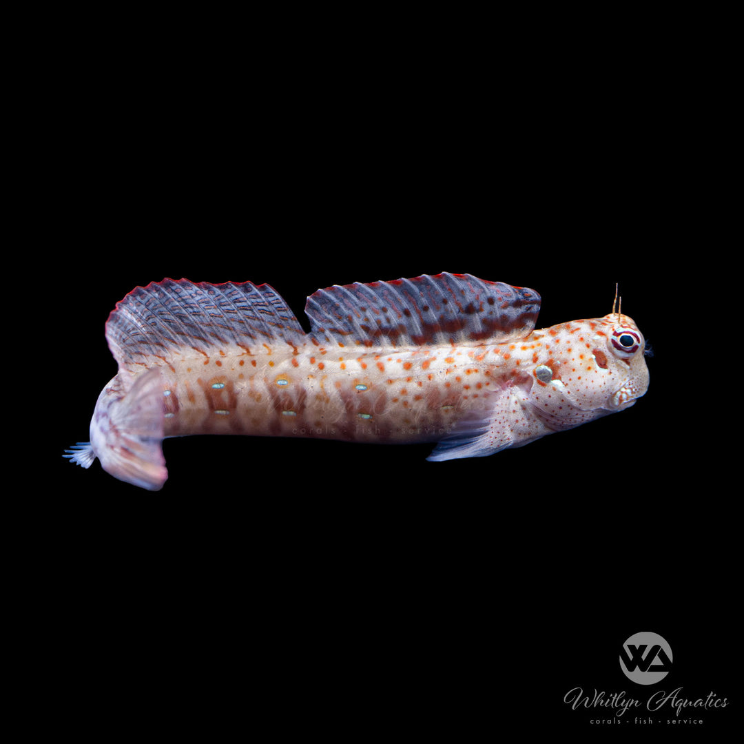 Orange Spot Blenny - Blenniella chrysospilos