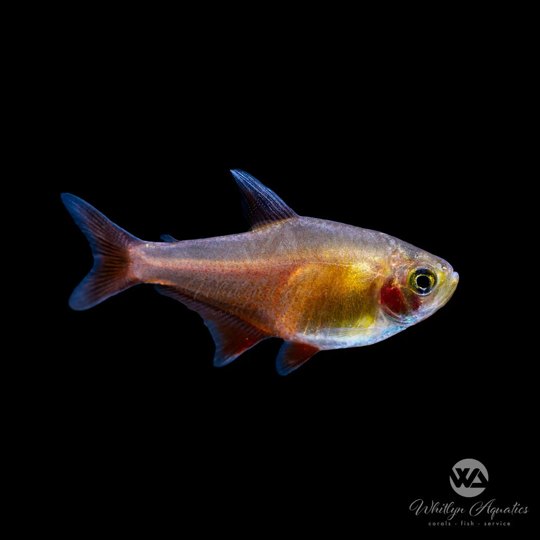 Orange Von Rio Flame Tetra - Hyphessobrycon flammeus