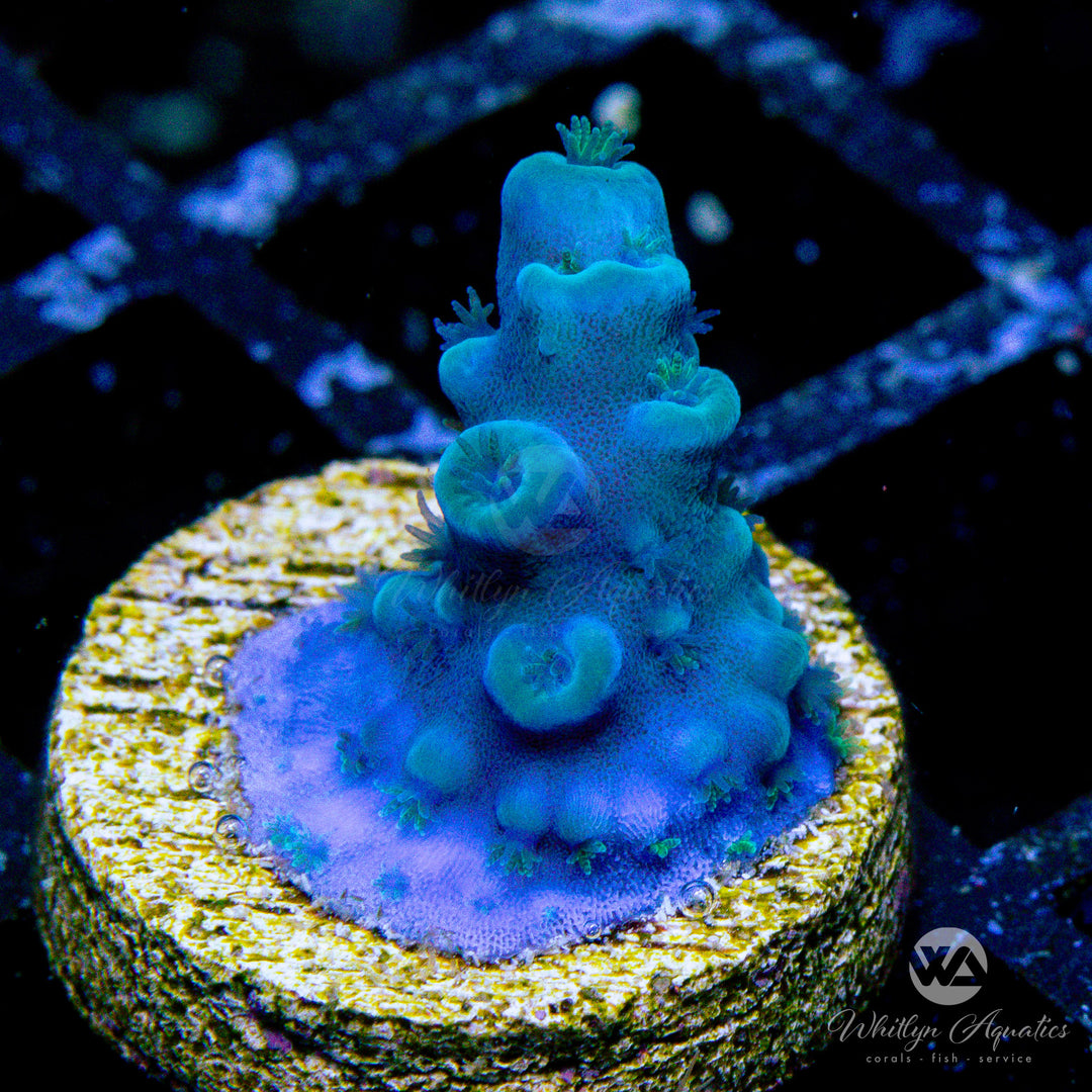 Oregon Tort Acropora - WYSIWYG - Whitlyn Aquatics