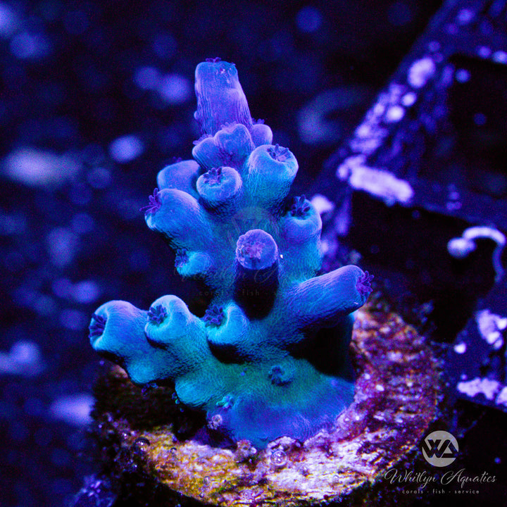 Oregon Tort Acropora