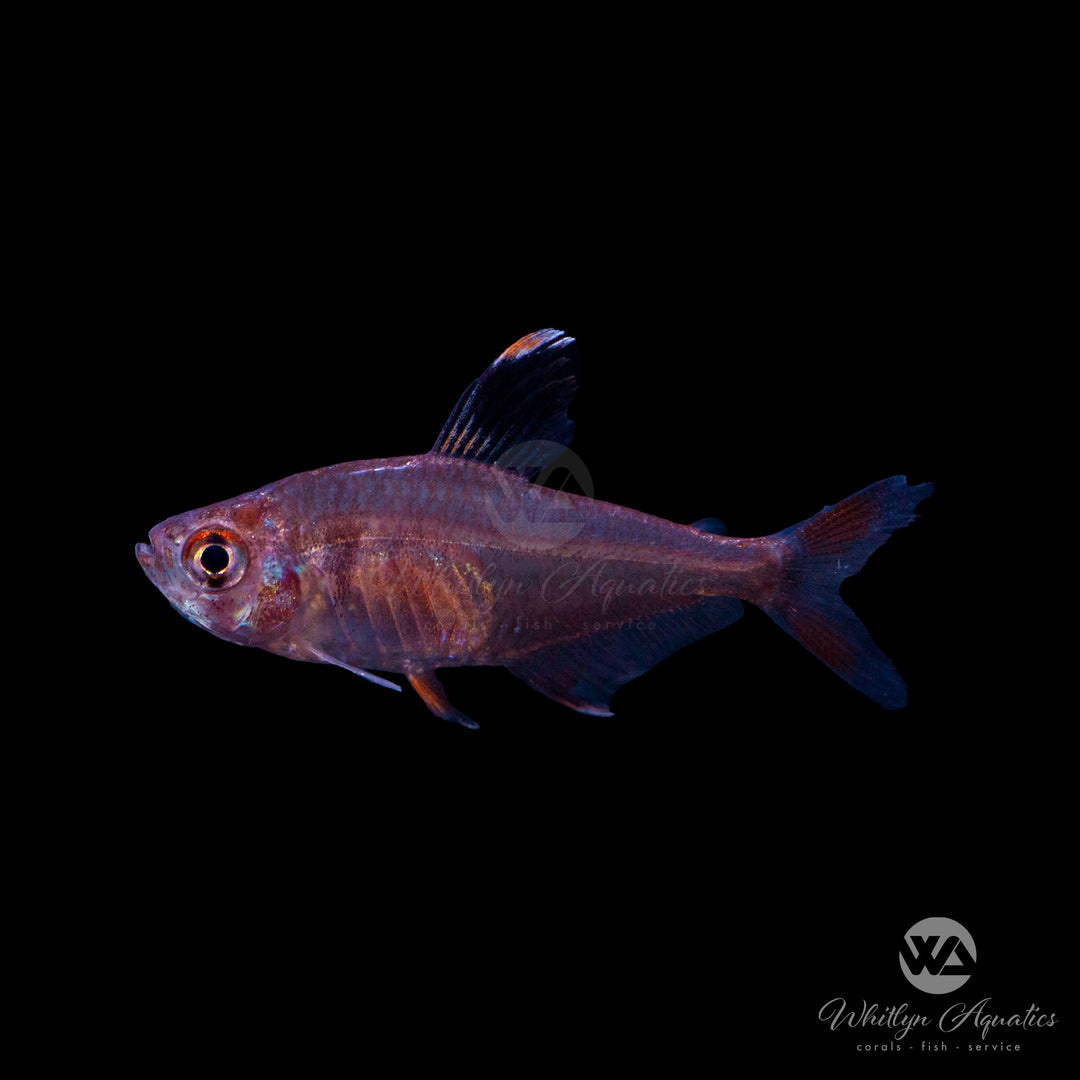 Ornate Tetra - Hyphessobrycon bentosi