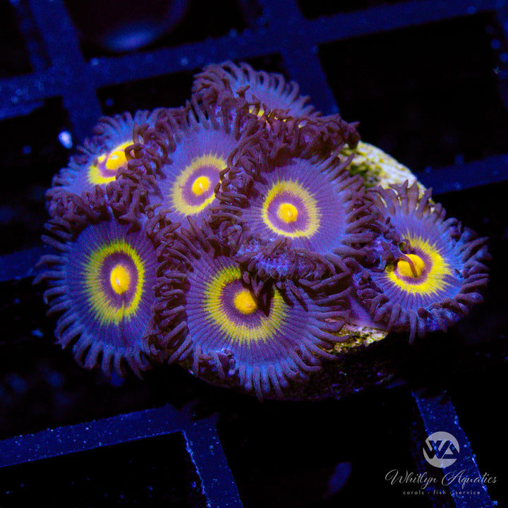 Outcast Zoanthid (Aquacultured)