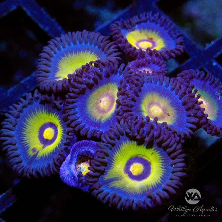 Outcast Zoanthid (Aquacultured)
