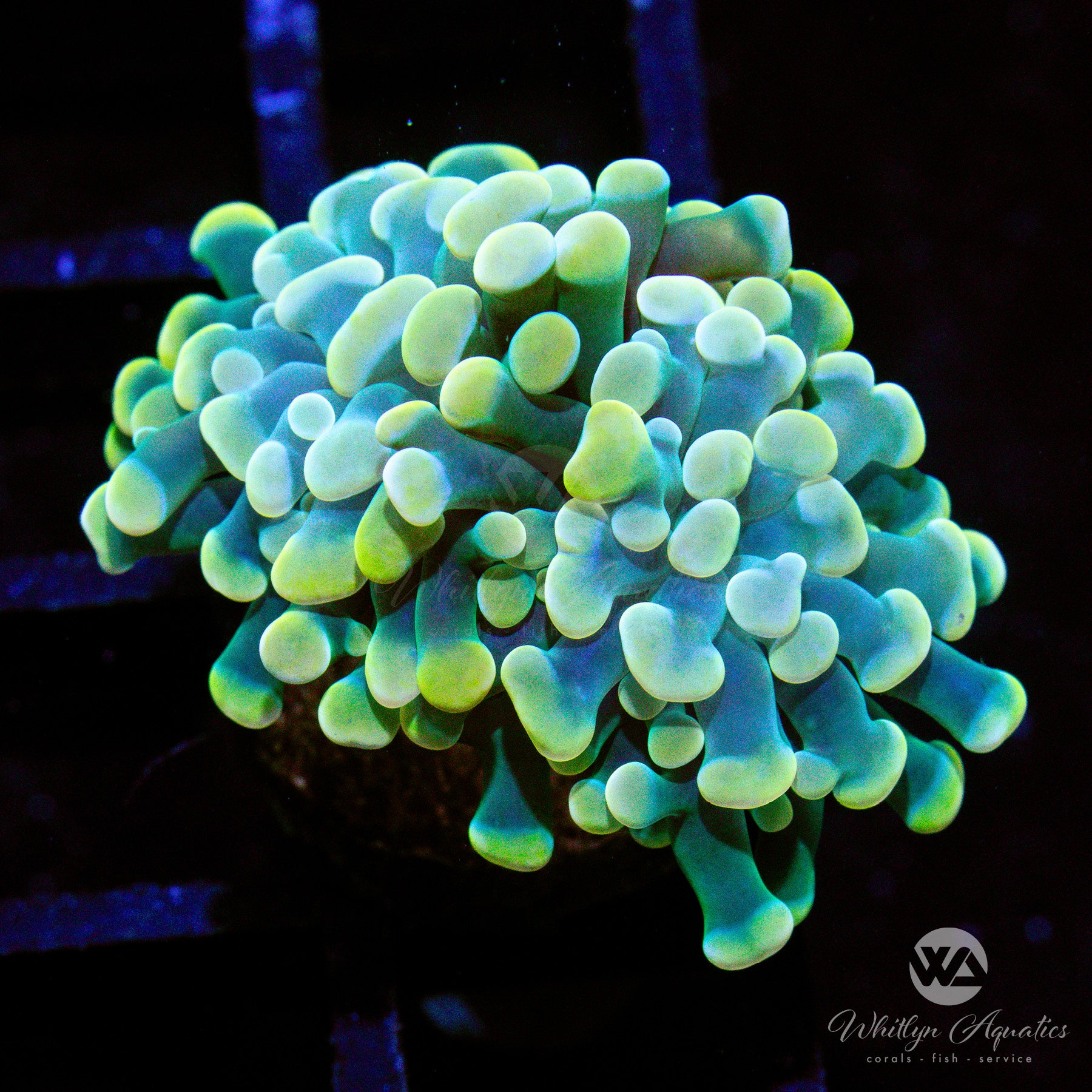 Gold Branching Hammer – Whitlyn Aquatics