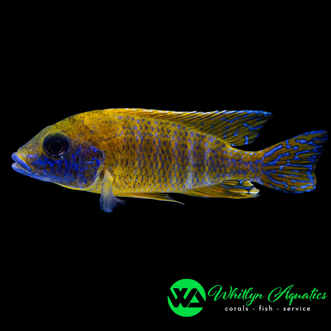 Assorted Peacock Cichlid - Aulonocara sp. - Whitlyn Aquatics