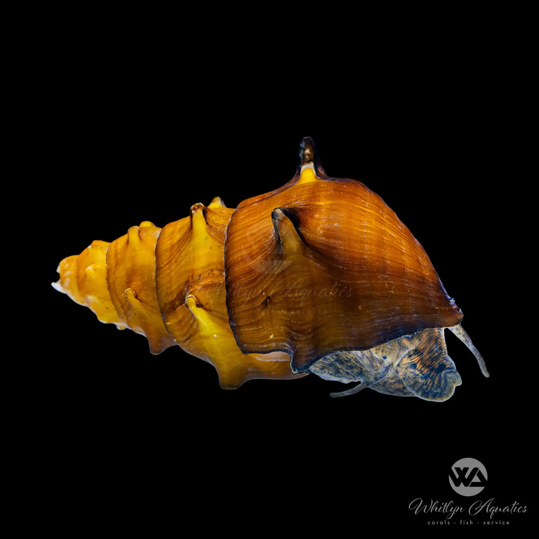 Pagoda Spiky Snail - Brotia Pagodula