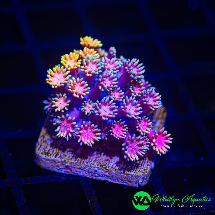 WA Painted Splash Goni
