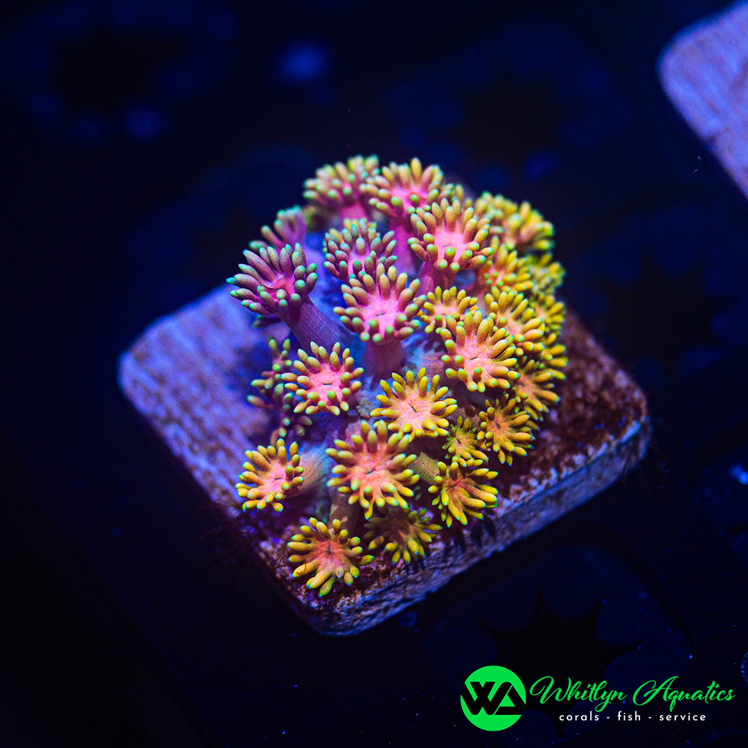 WA Painted Splash Goni