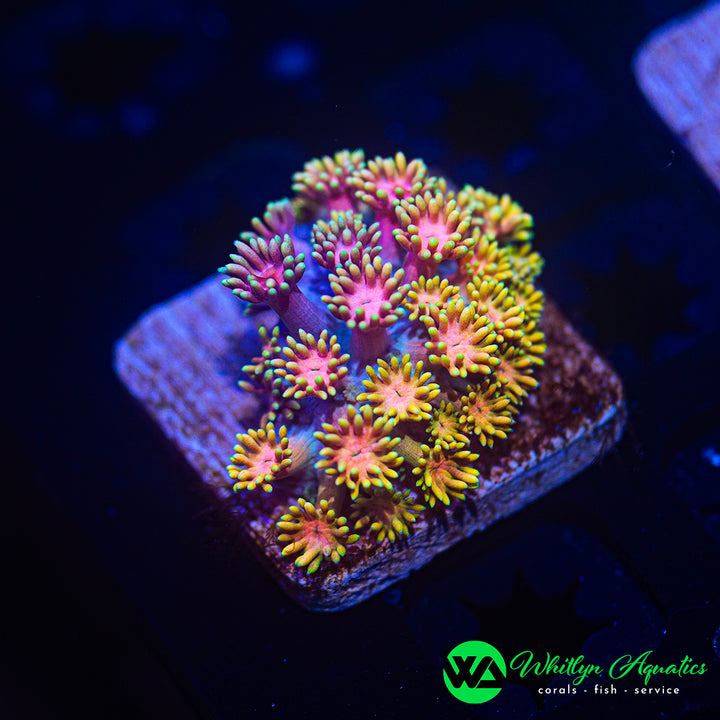 WA Painted Splash Goni