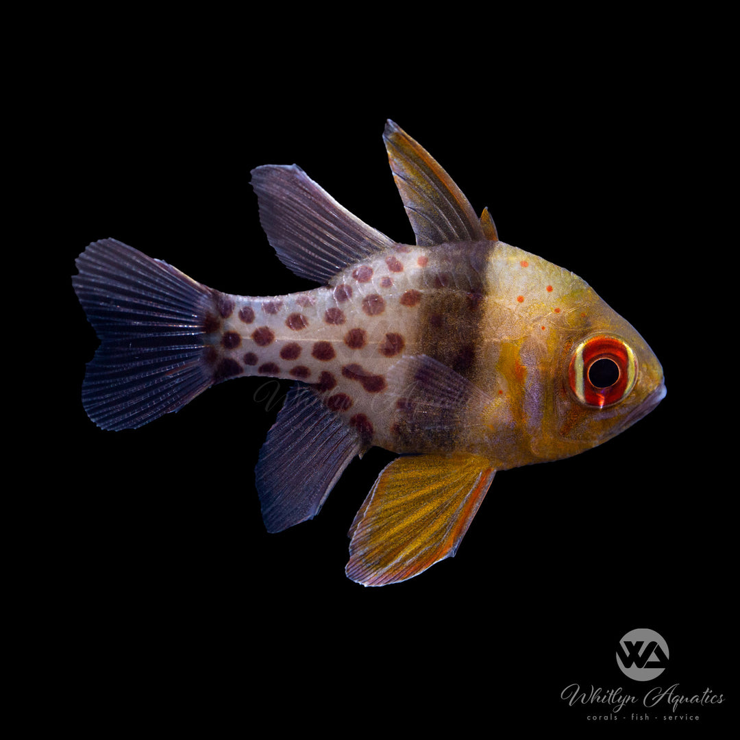 Pajama Cardinalfish - Sphaeramia nematoptera