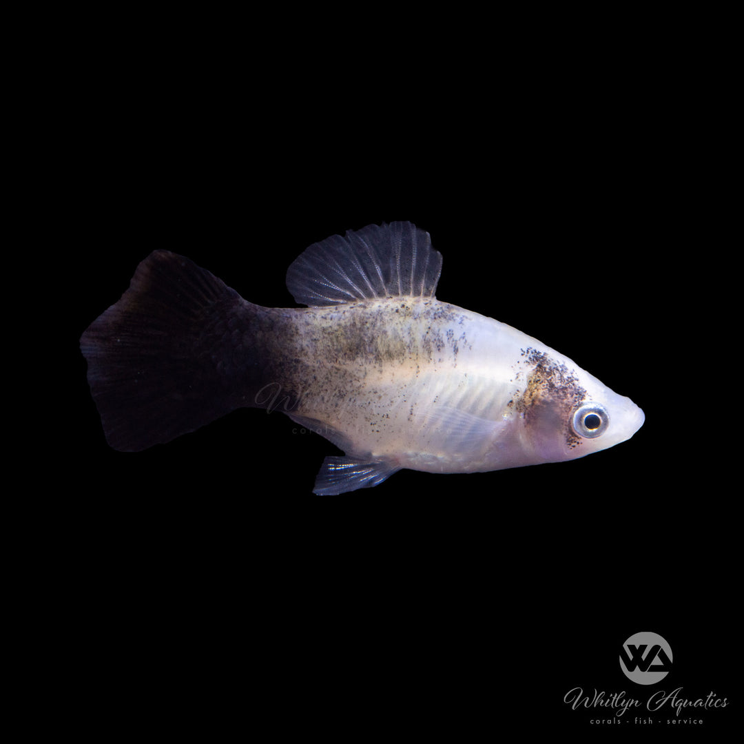 Panda Platy - Xiphophorus maculatus (Platies)