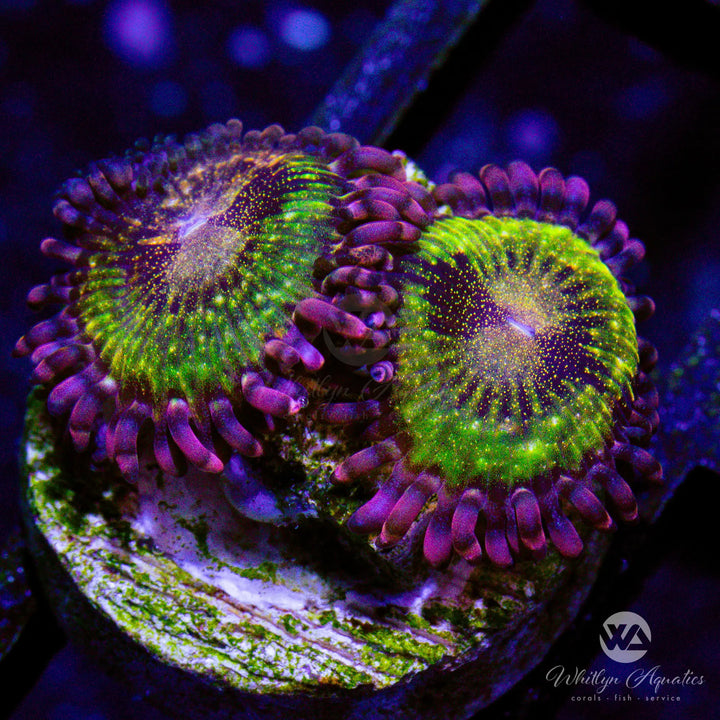 Pandora Zoanthid (Aquacultured)