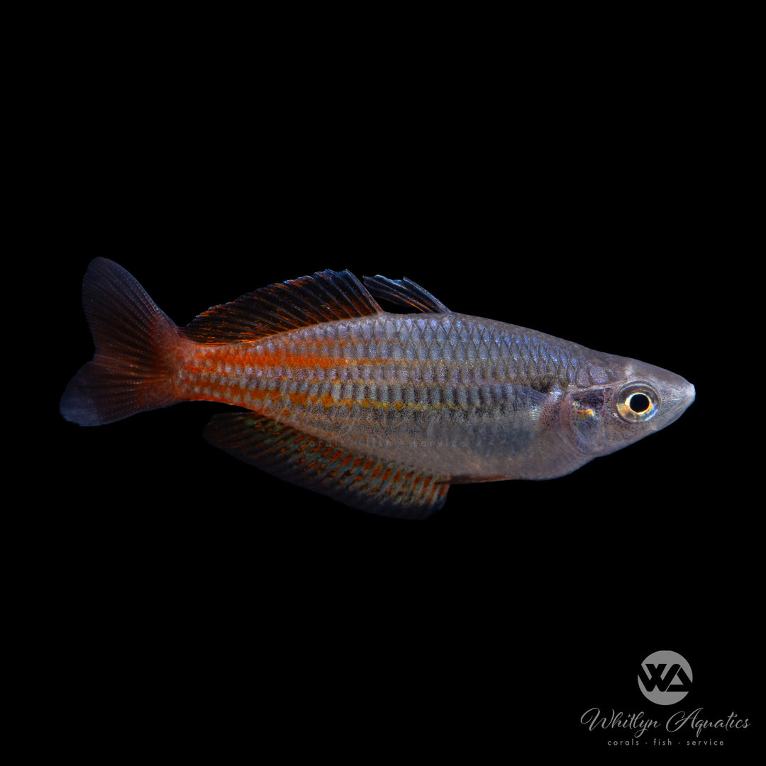 Parkinson's Rainbowfish - Melanotaenia parkinsoni