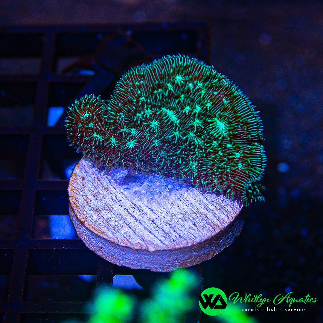 Cactus Pavona Coral