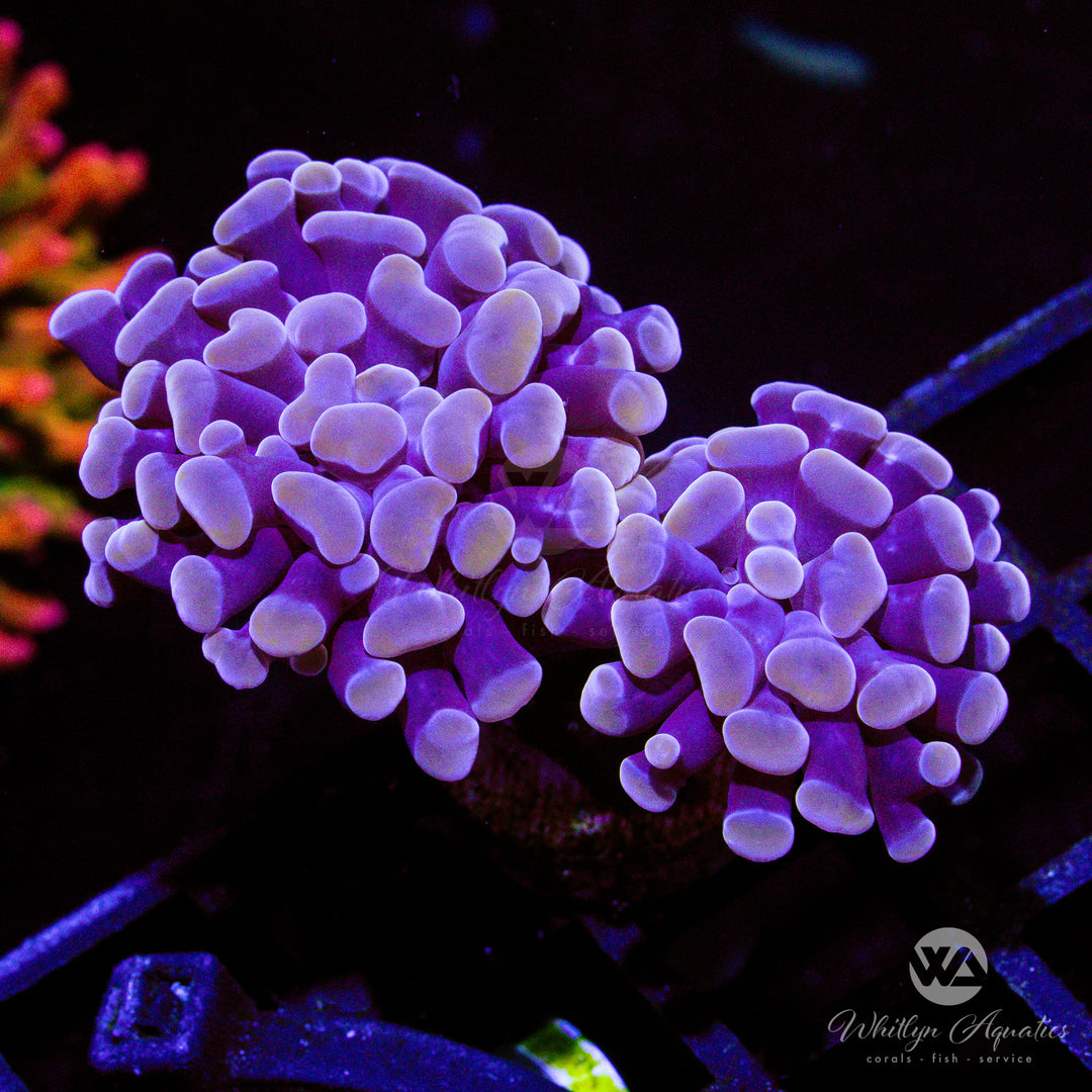 Peach Branching Hammer - Whitlyn Aquatics