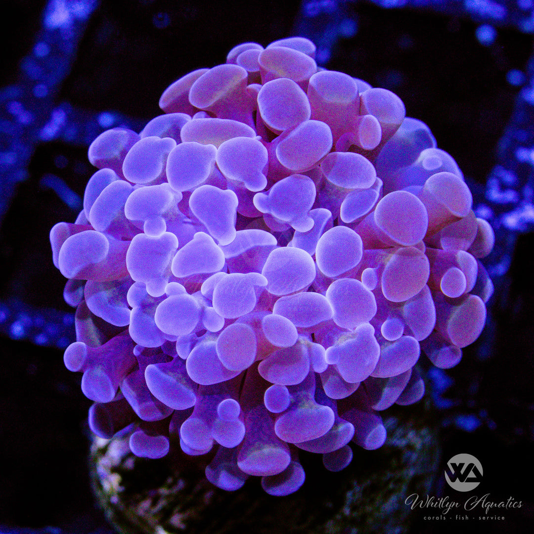 D47 - Peach Hammer - WYSIWYG